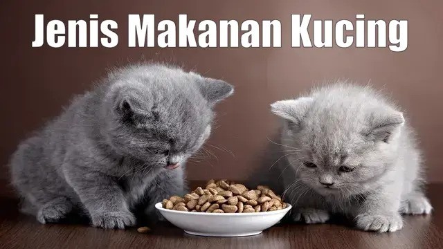 Jenis Makanan Kucing